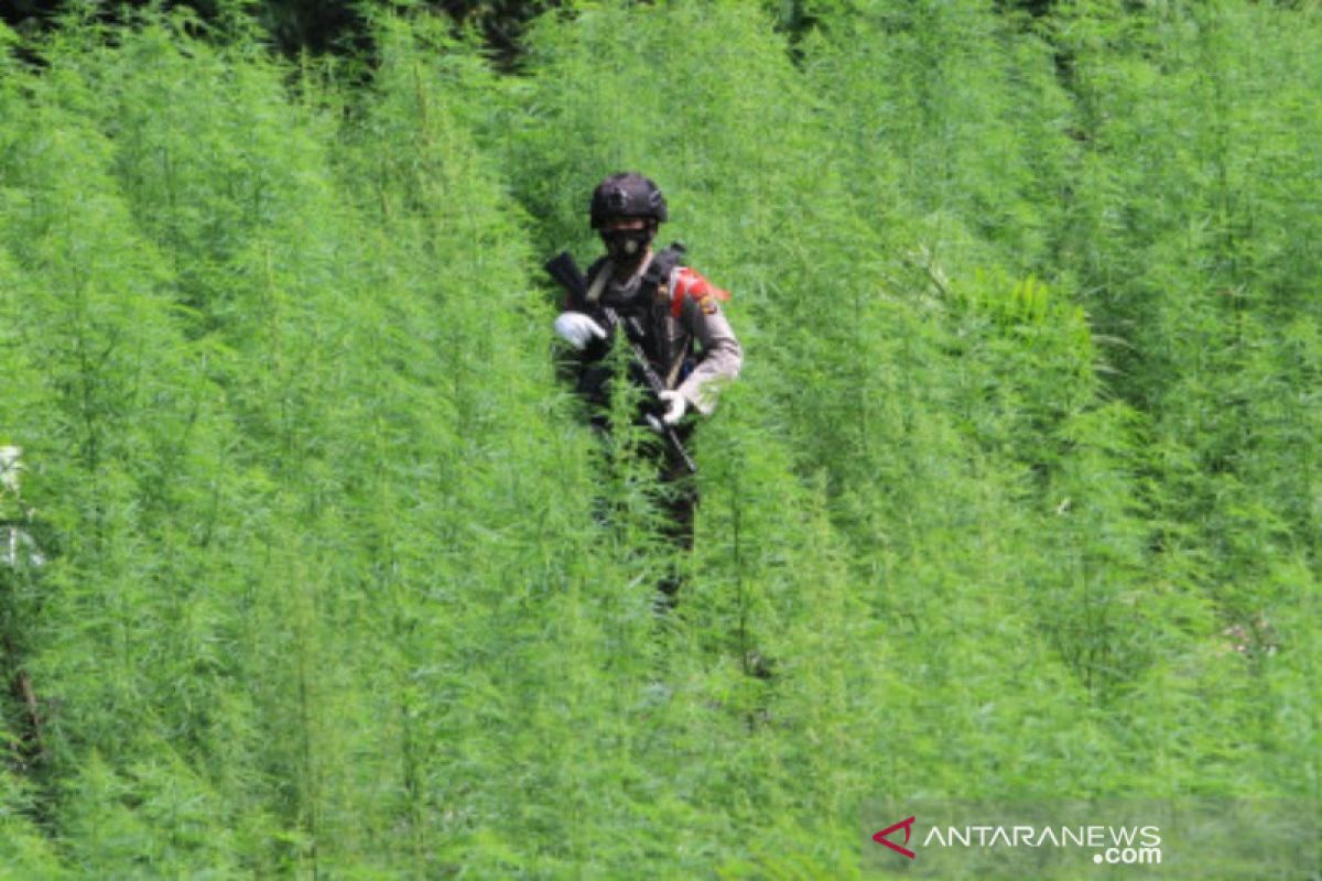 Bareskrim Polri temukan 5 hektare ladang ganja di Nagan Raya Aceh