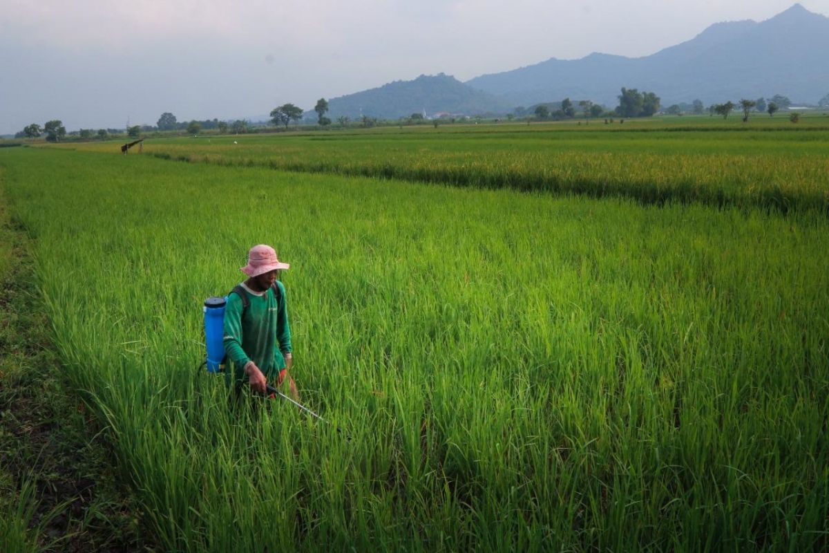 DKPP Kediri anjurkan petani manfaatkan agensia hayati cegah serangan wereng