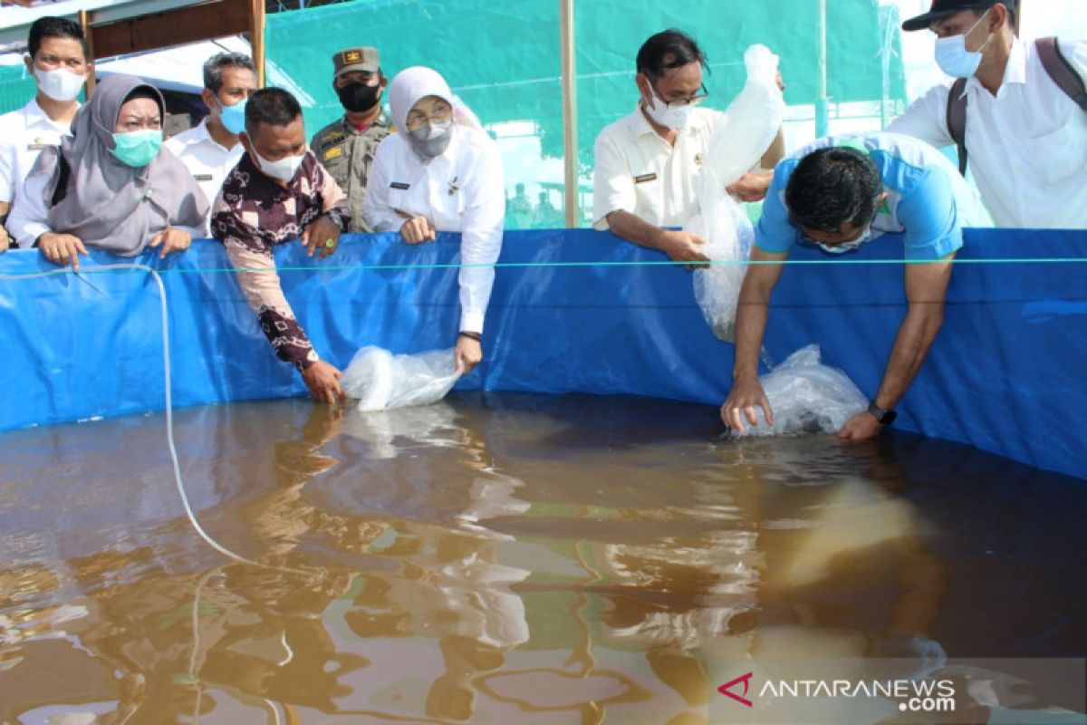 Desa Teluk Tamba ditargetkan jadi kampung penghasil haruan.