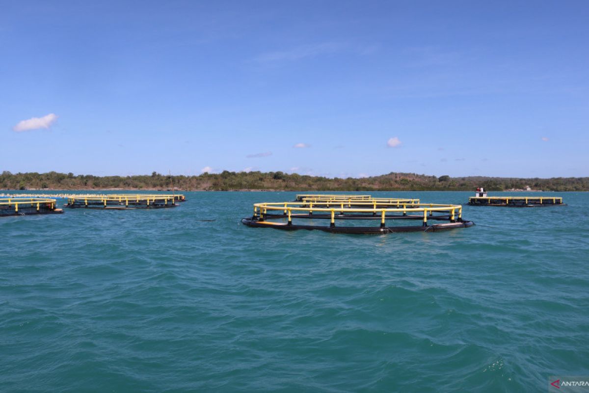 Pulau Semau jadi pilot project budidaya kerapu dan kakap