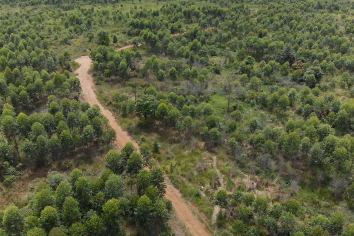 Pengamat: Klaim kawasan hutan berpotensi lemahkan kinerja emiten SDA