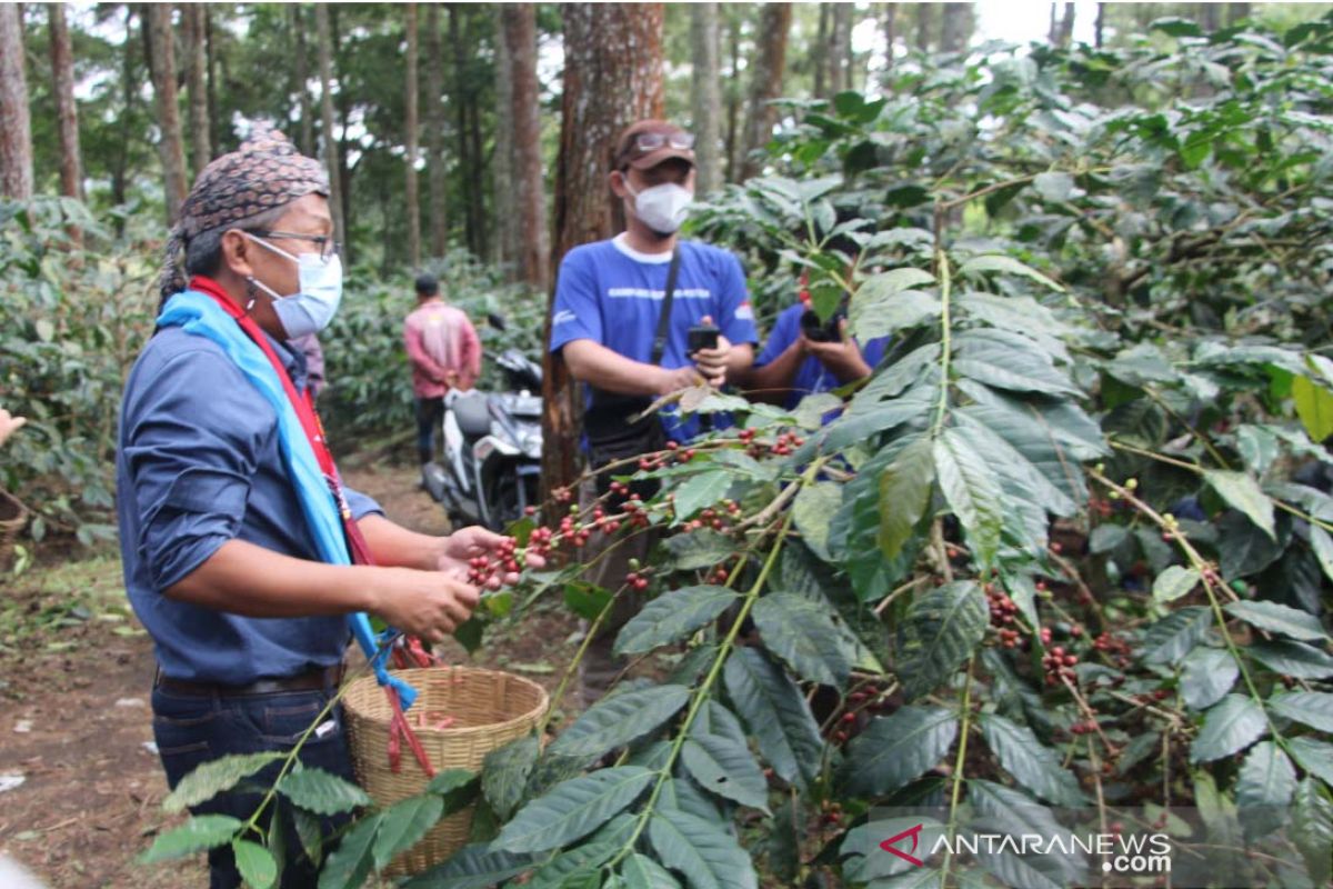 LP2M Universitas Jember bantu petani untuk ekspor kopi Arabika Raung-Ijen