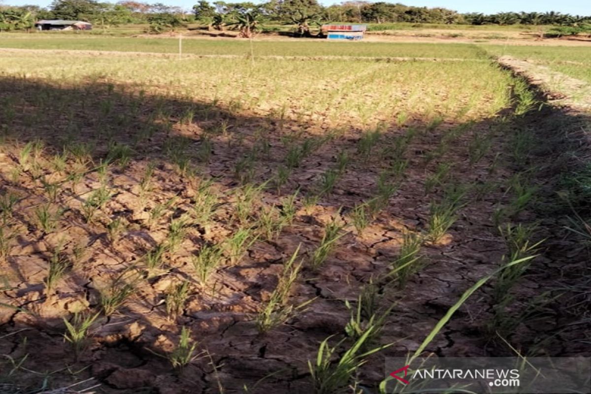 Hektaran tanaman padi di Kotabaru terancam gagal panen