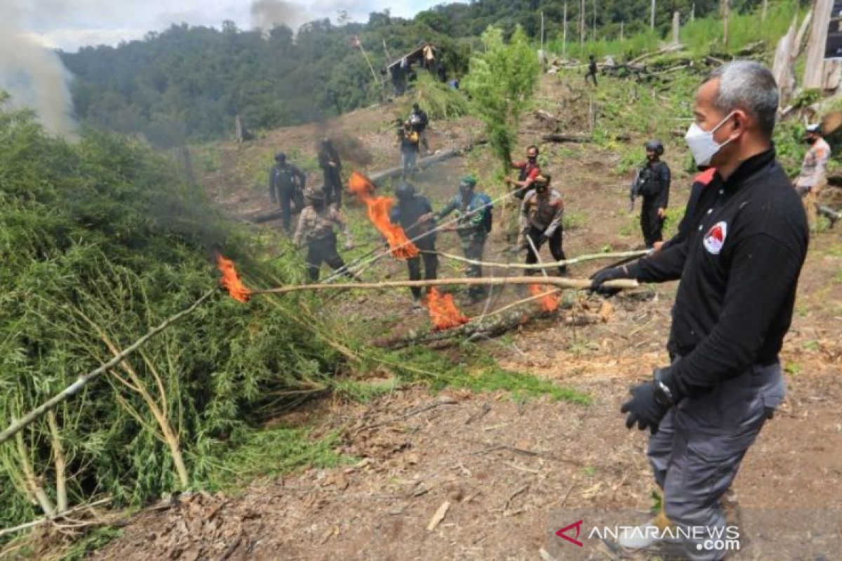 Bareskrim Polri musnahkan 630 ribu batang ganja di Nagan Raya