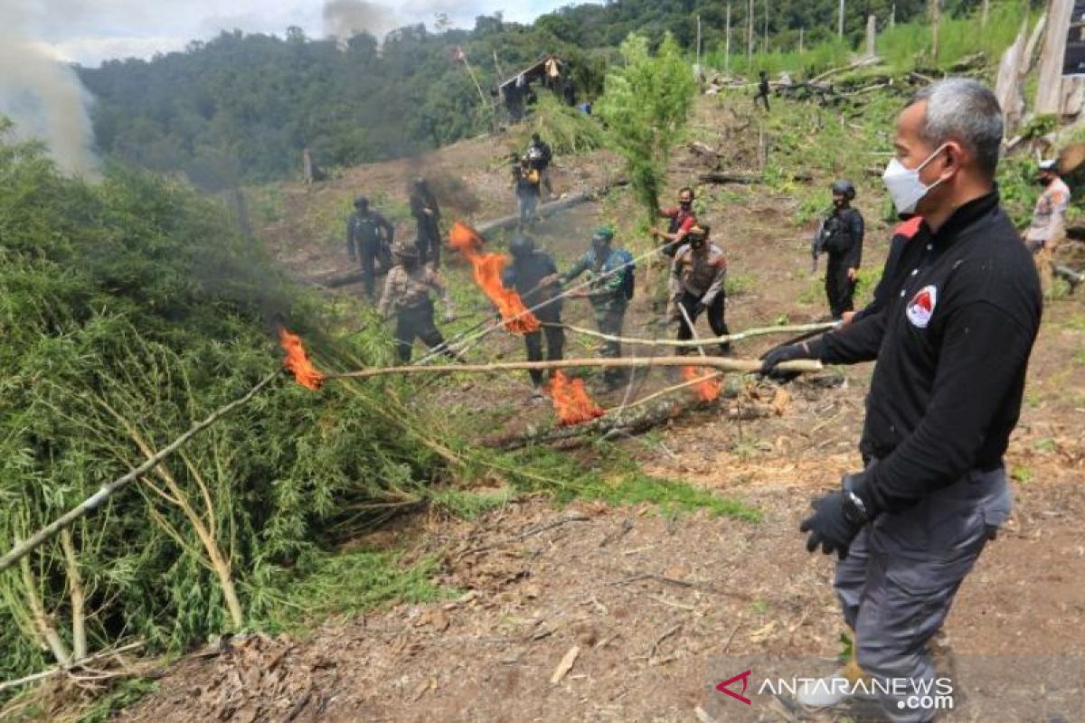 Mabes Polri musnahkan 630 ribu batang ganja di Nagan Raya