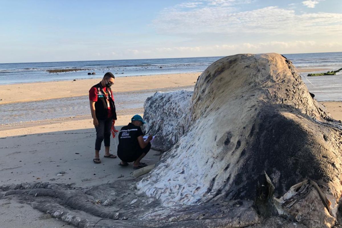 Nelayan temukan mamalia diduga paus sperma  mati di pantai Sumba Tengah