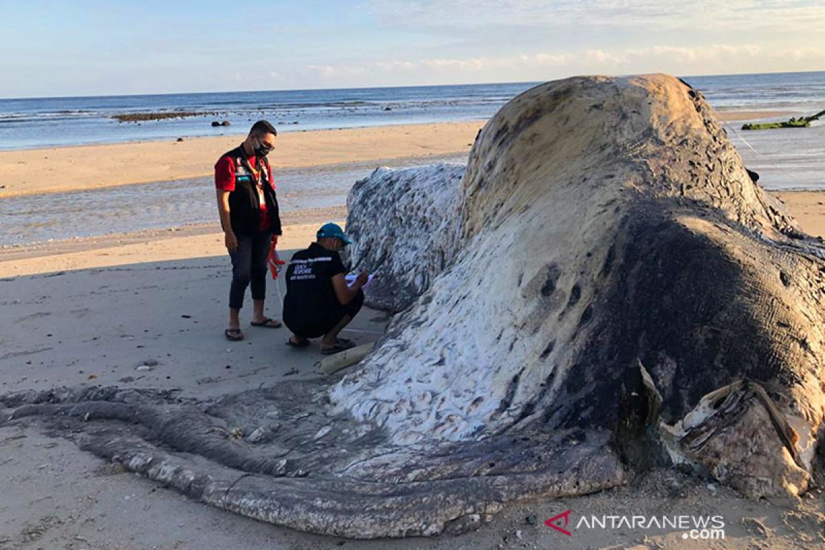 Dead sperm whale washes up on Wadumaddi Beach, Sabu Island