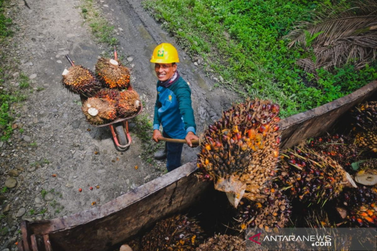 Manajemen Produksi Kelapa Sawit Luwu PTPN XIV ajukan sertifikasi ISPO