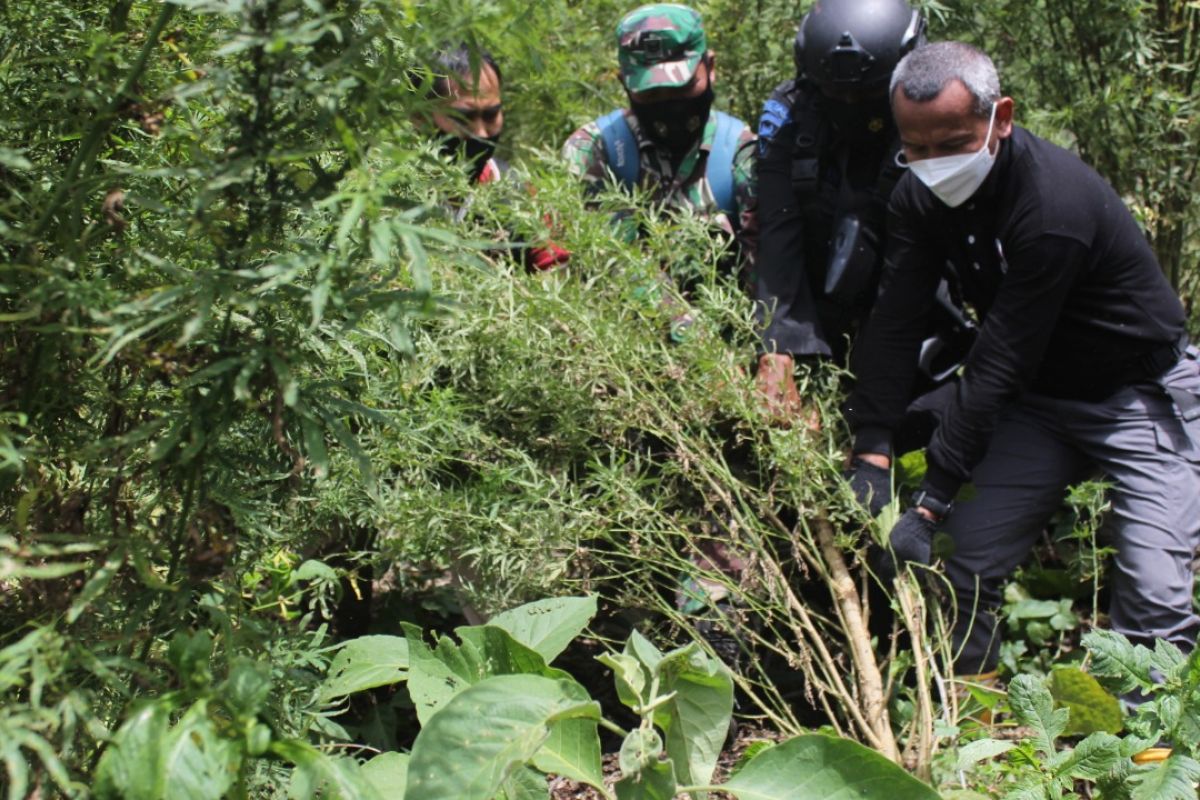 Polri gagalkan peredaran 529 Kg ganja jaringan Sumatera dan Jawa