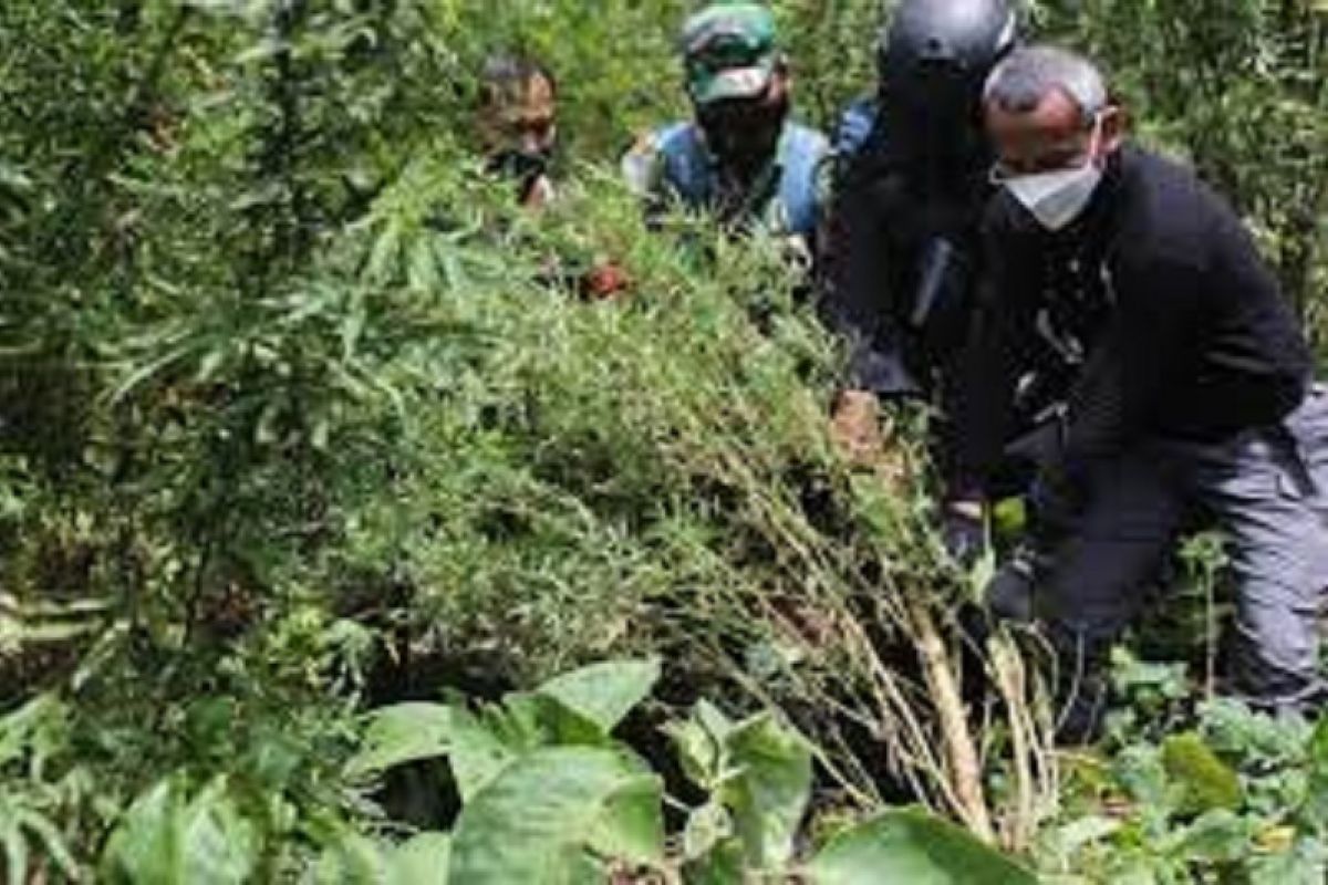 Polri berhasil gagalkan peredaran 529 Kg ganja jaringan Sumatera-Jawa