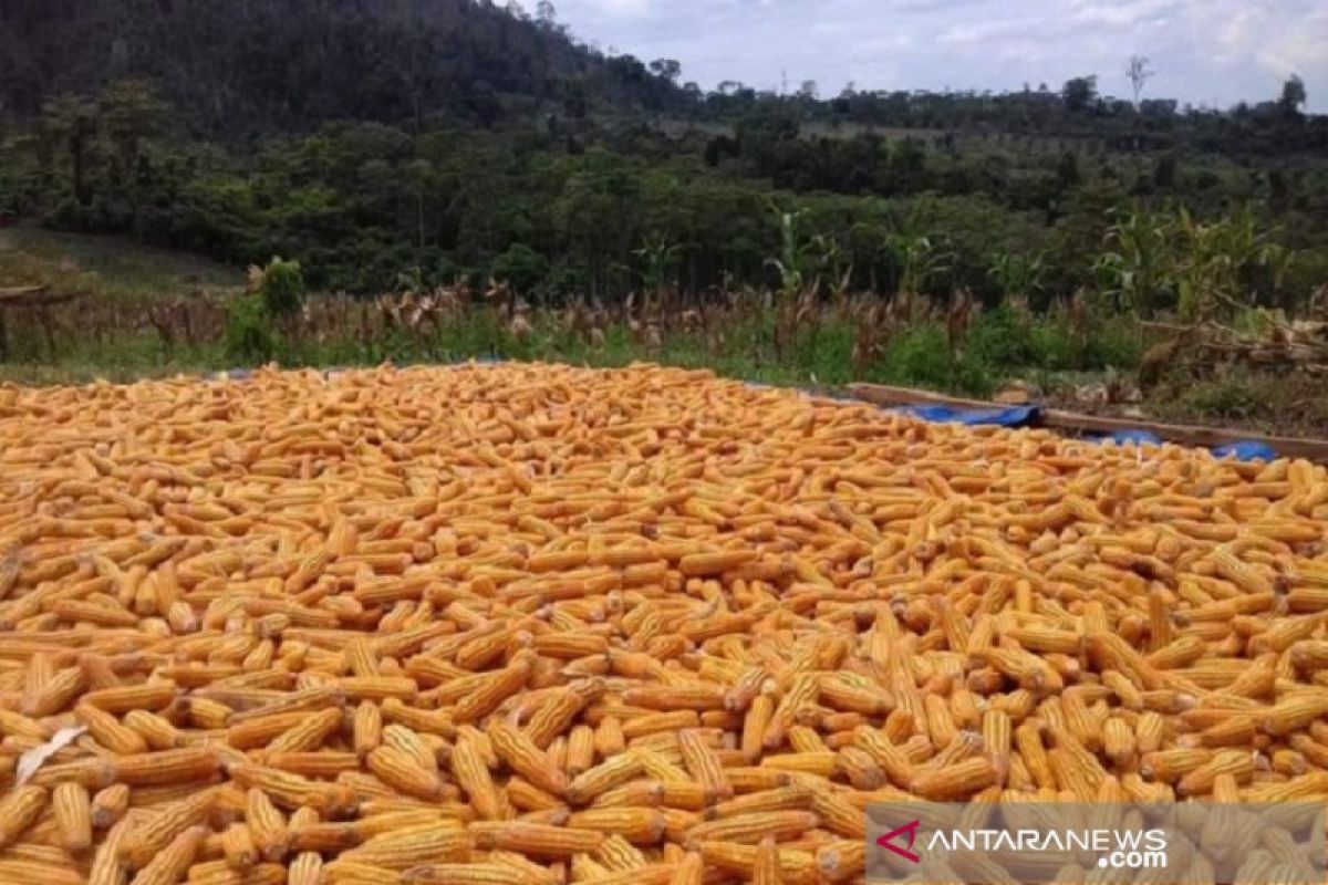 Buton Selatan siapkan 77 haktare lahan untuk tanaman jagung hibrida