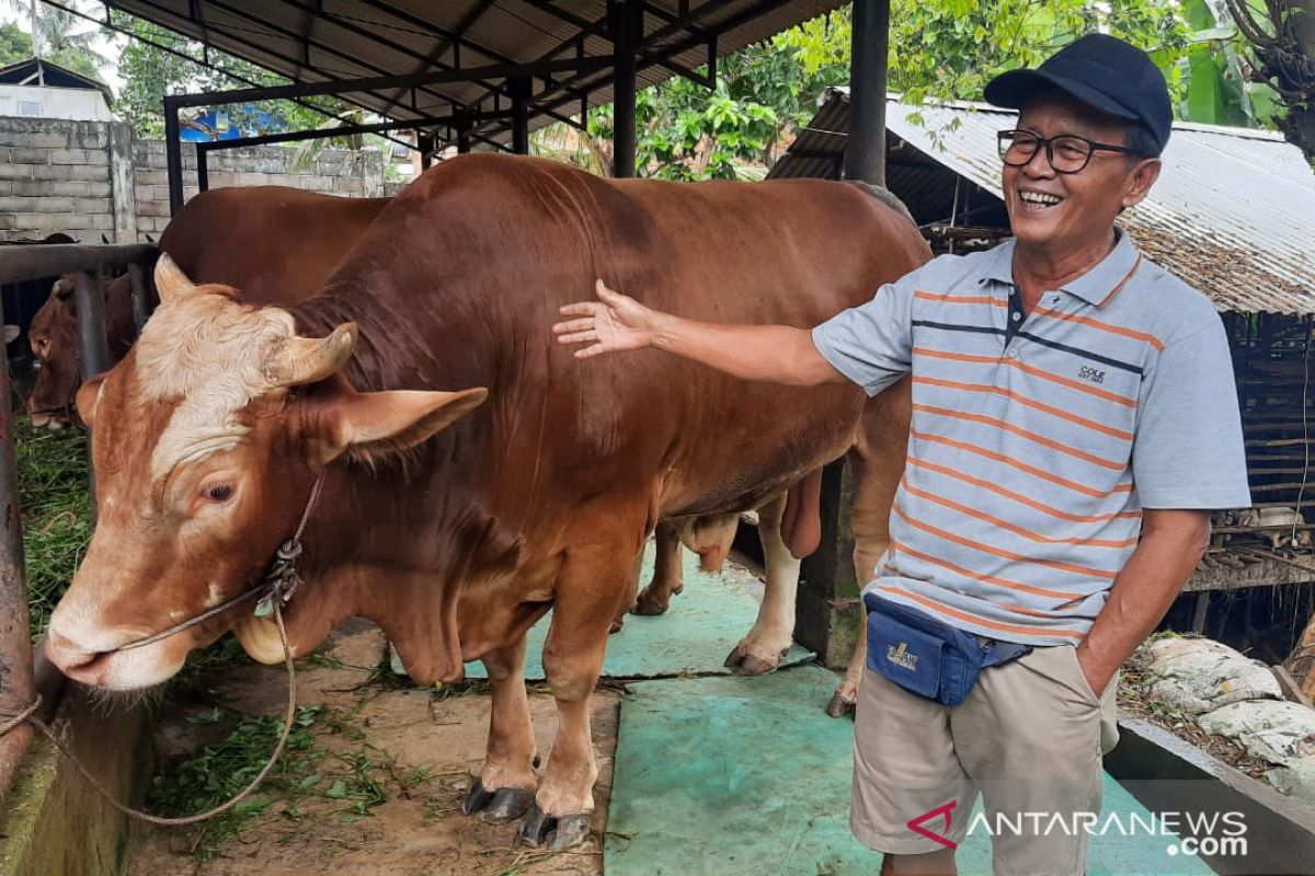 "Jarot" sapi kurban Presiden Joko Widodo di Jambi berbobot 885 kilogram