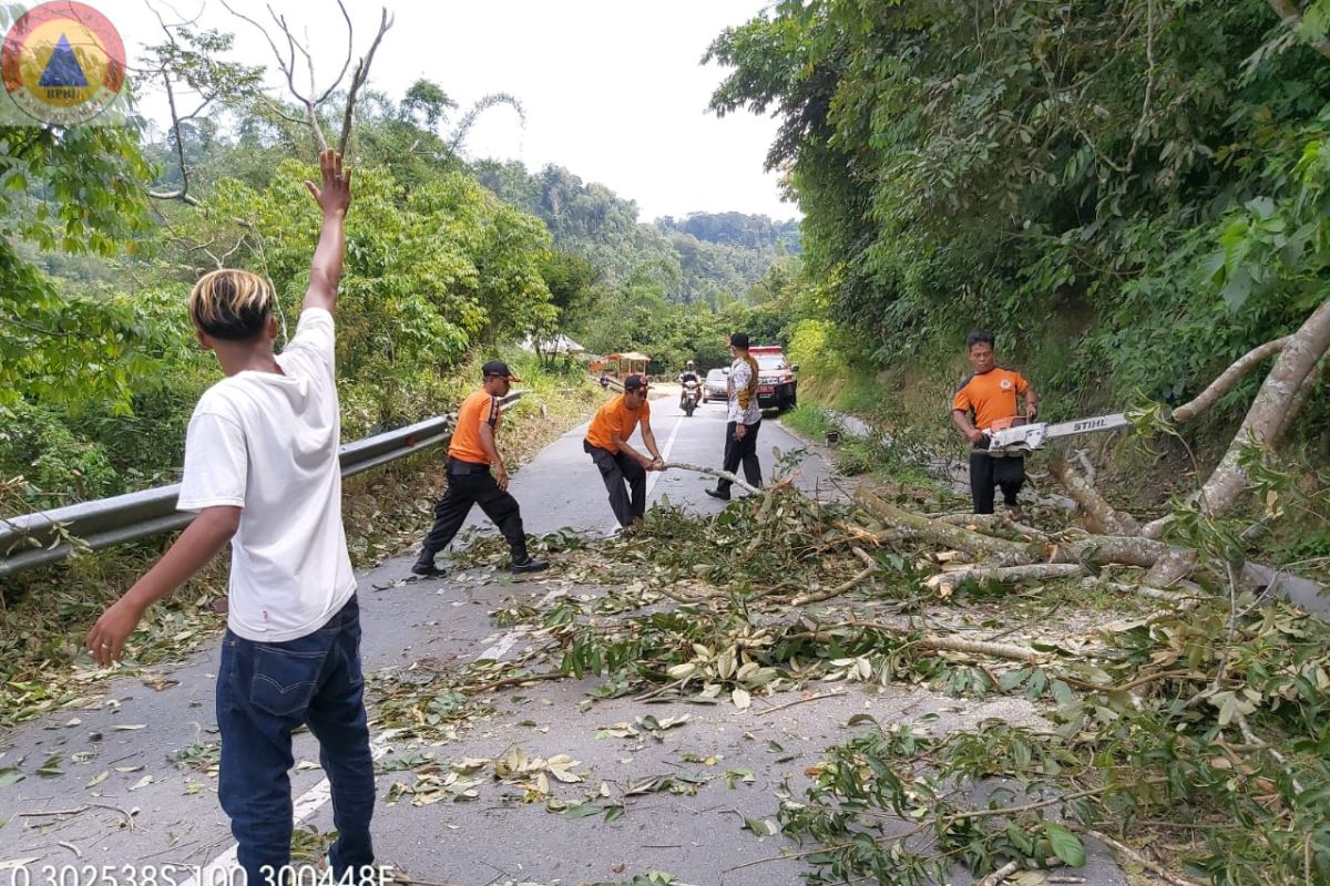 Angin kencang tumbangkan pohon dan timpa Jalan Matua-Padang Lua, arus lalu lintas terganggu