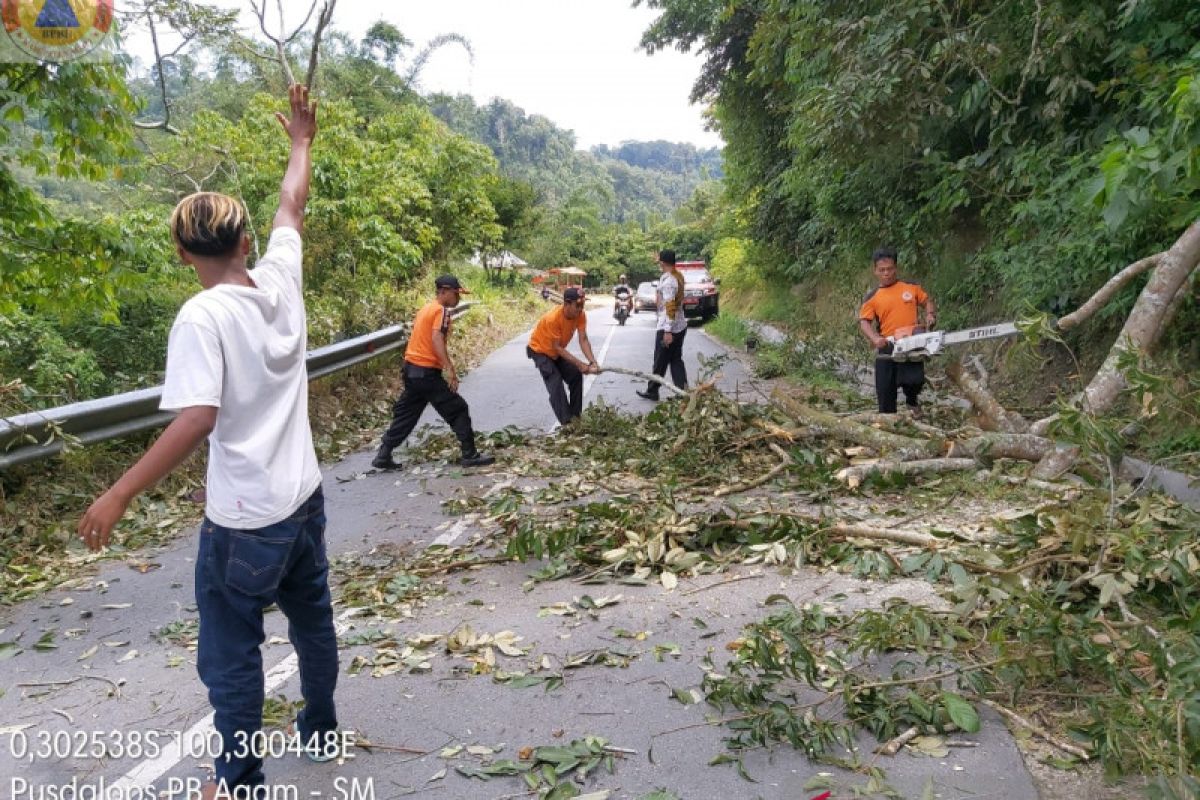 Jalan Matua-Padang Lua Agam tertutup  pohon tumbang