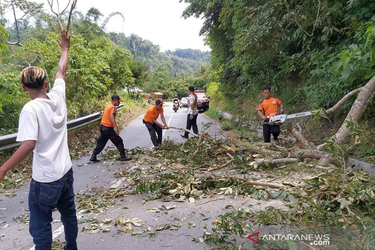 Jalan Matua-Padang Lua Agam tertutup pohon tumbang