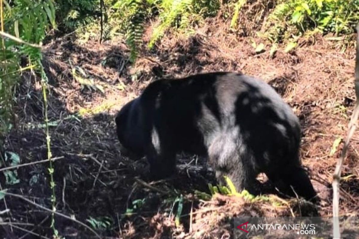 Beruang madu terjerat di kebun warga berhasil diselamatkan