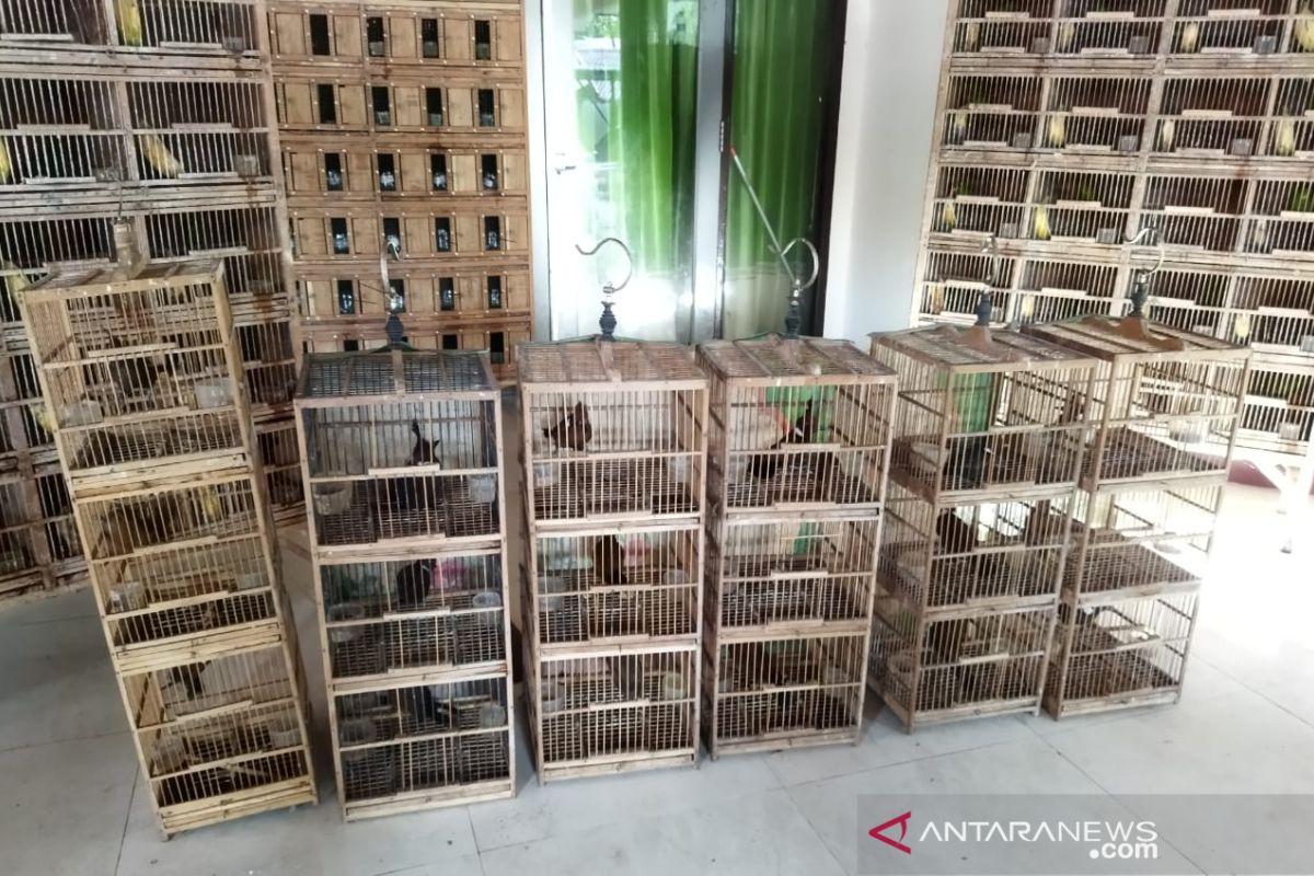Gakkum KLHK Samarinda  ungkap perdagangan ratusan burung ilegal