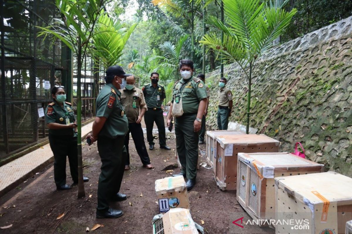 BBKSDA Papua terima translokasi 46 ekor burung dari Jateng dan Jatim