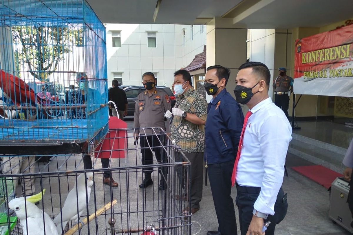 BKSDA Yogyakarta dan Polda DIY tertibkan kepemilikan satwa dilindungi
