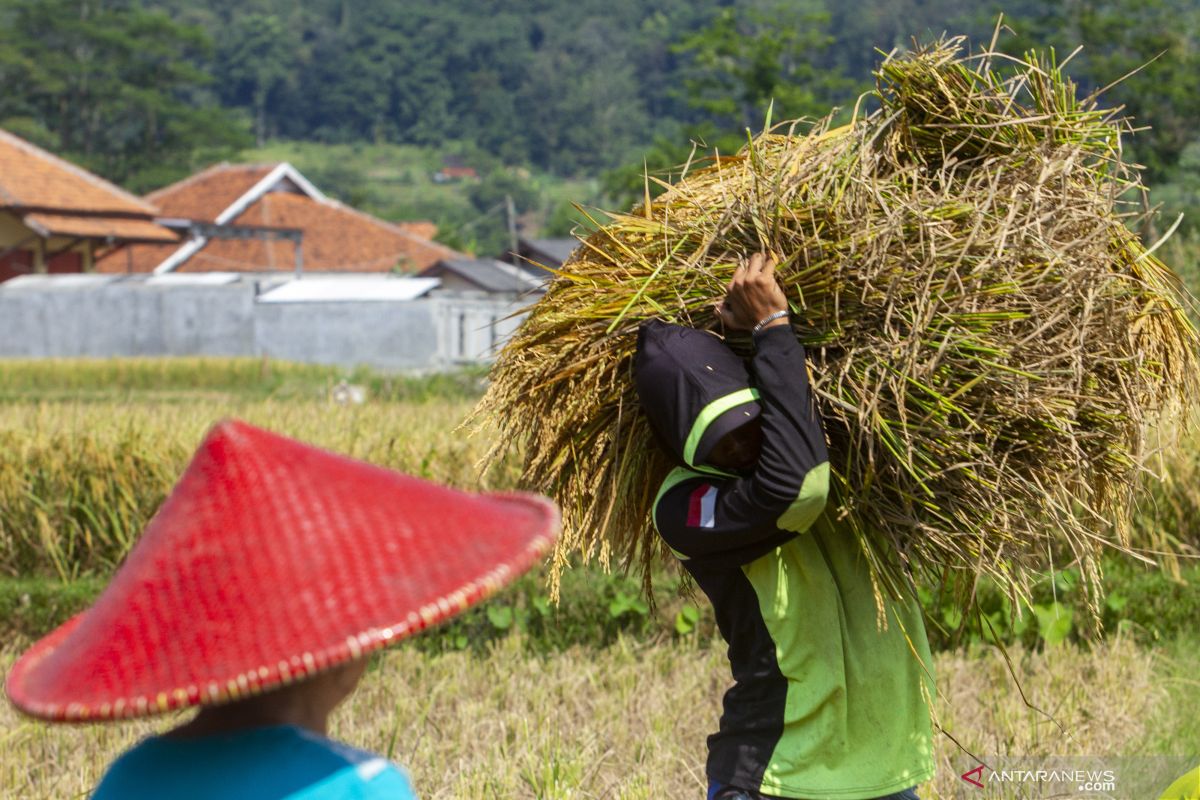 Petani di Karawang panen padi dengan hasil di atas rata-rata hingga 9,3 ton/hektare