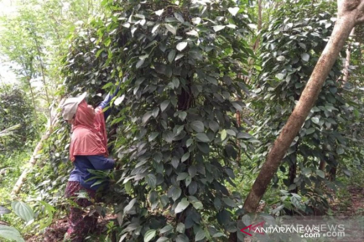 BPS: Nilai tukar petani Babel turun 2,06 persen