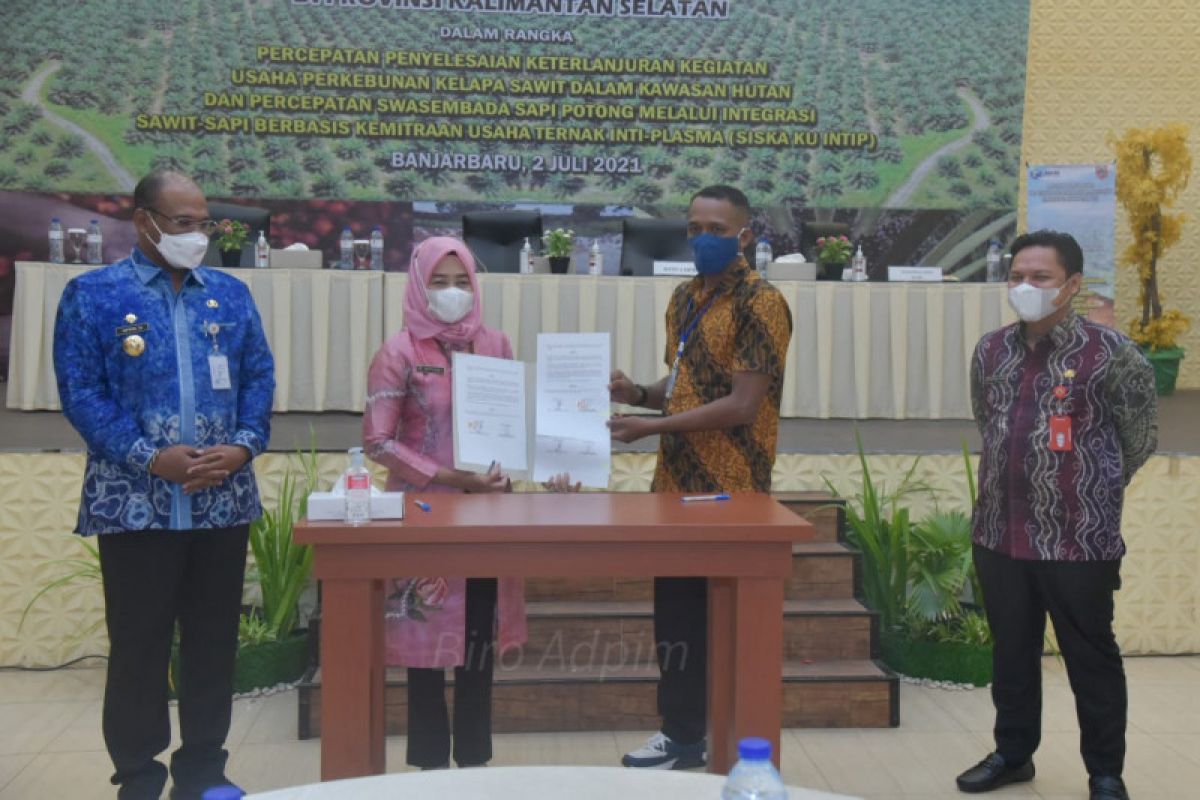 Pemprov Kalsel  integrasikan pengembangan program sawit-sapi