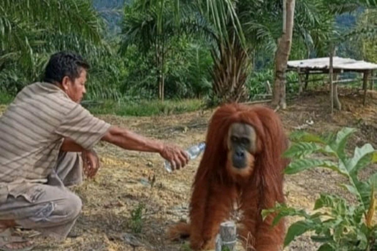 Kabur dari TNBT, Orangutan bernama Rocky masih berkeliaran bebas
