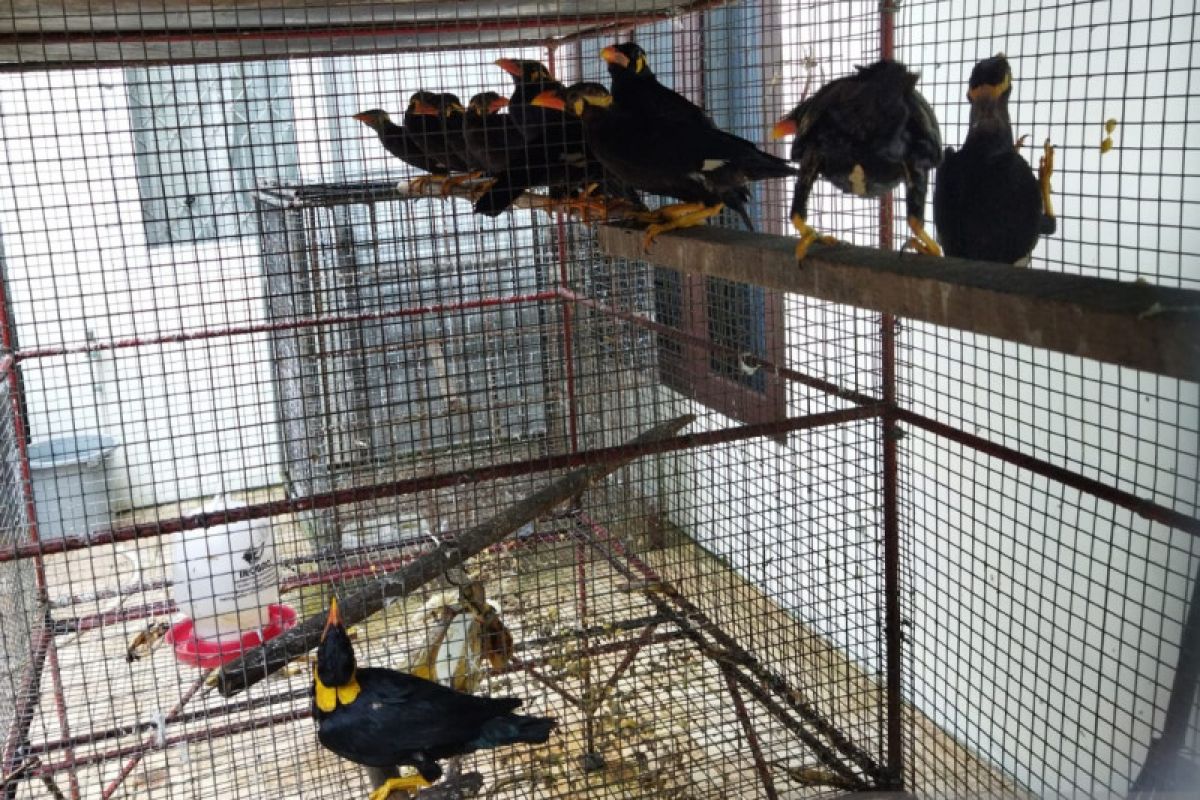 Gakkum KLHK hentikan perdagangan ratusan burung dilindungi di Kaltim