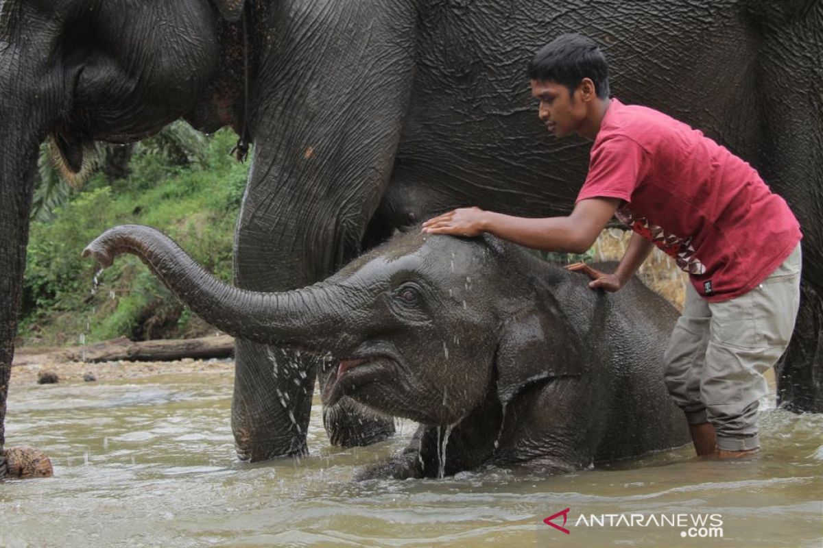 Diduga sakit, anak gajah jinak usia empat tahun mati di Aceh