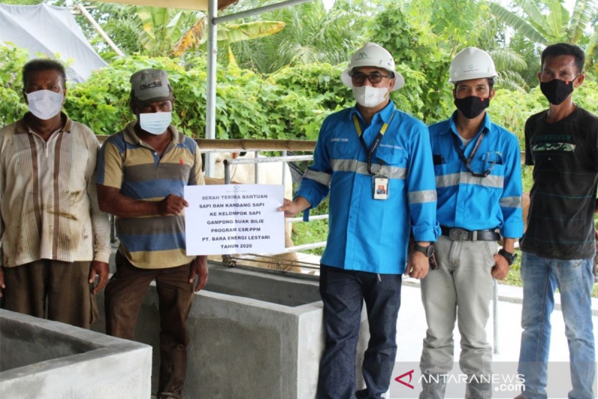 Petani Nagan Raya kembangkan sapi indukan bantuan PT Bara Energi Lestari