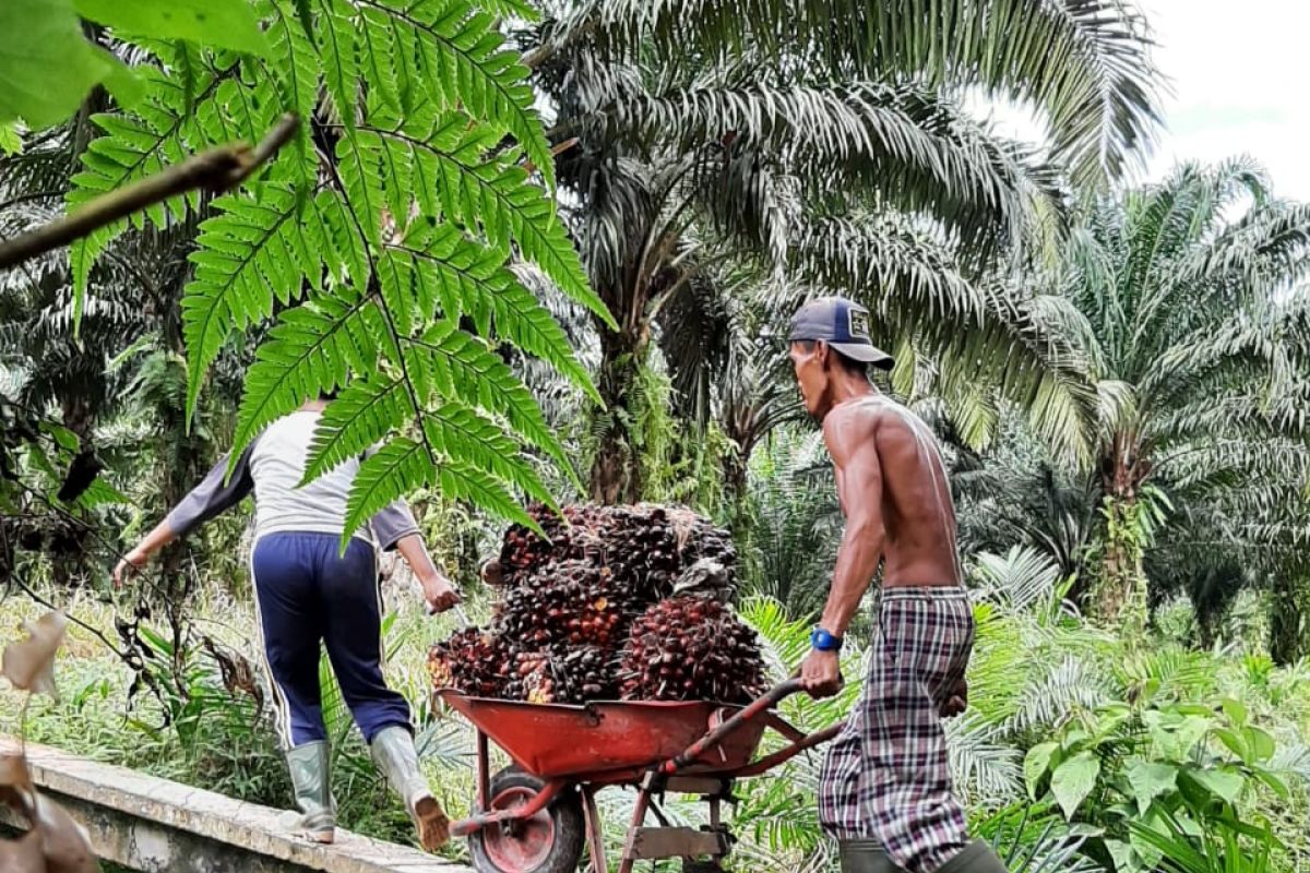 Harga TBS sawit di Kalbar saat ini masih stabil di atas Rp2.000 per kilogram