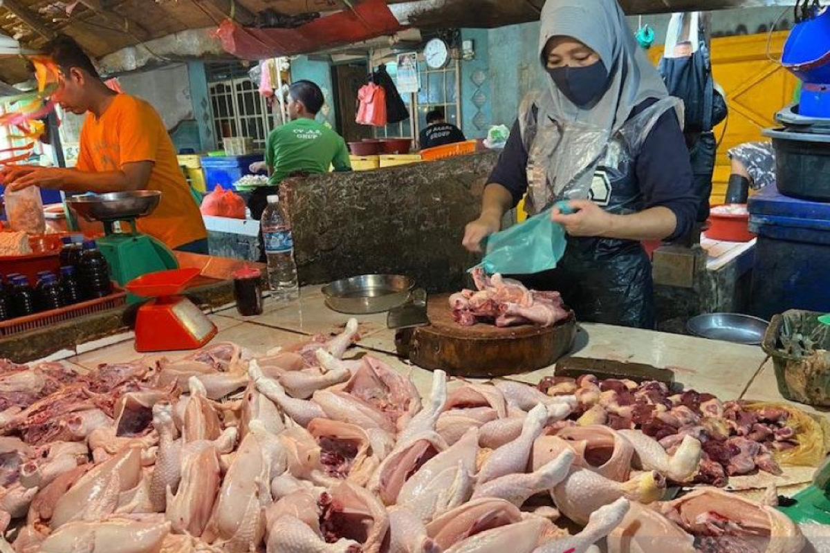 Harga ayam potong  di pasar tradisional Penajam naik