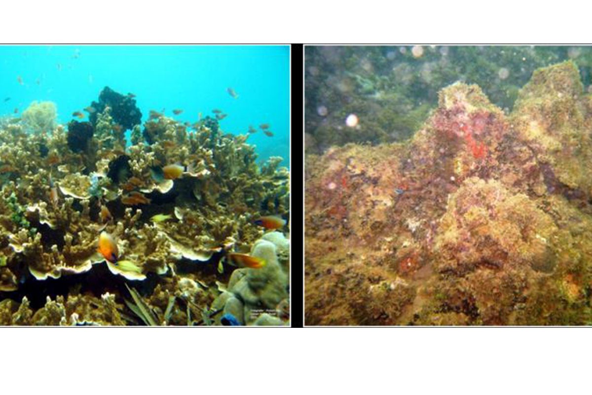 LIPI: Degradasi terumbu karang di Teluk Ambon dampak pembukaan lahan