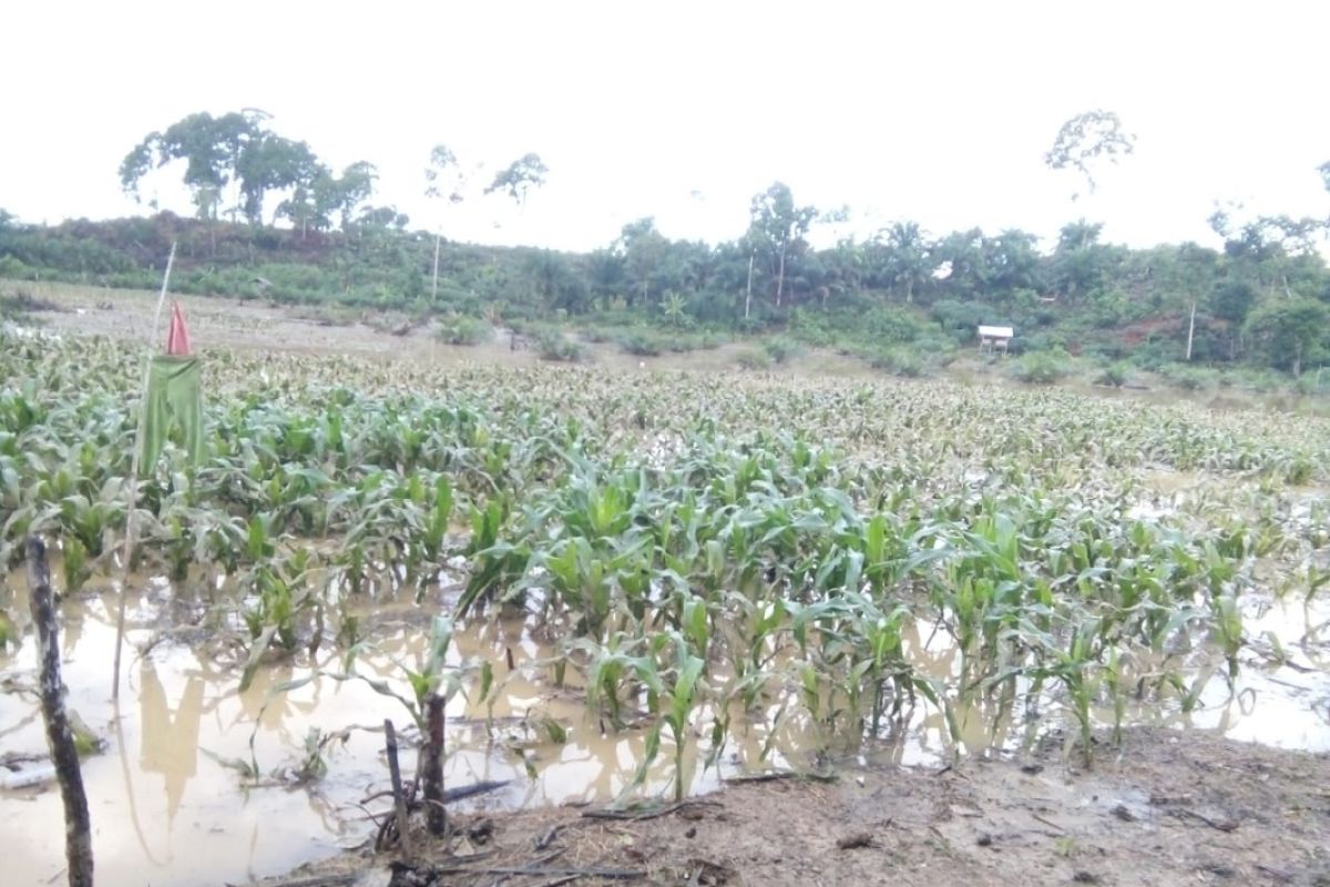 10 hektare tanaman jagung di Mukomuko terancam puso