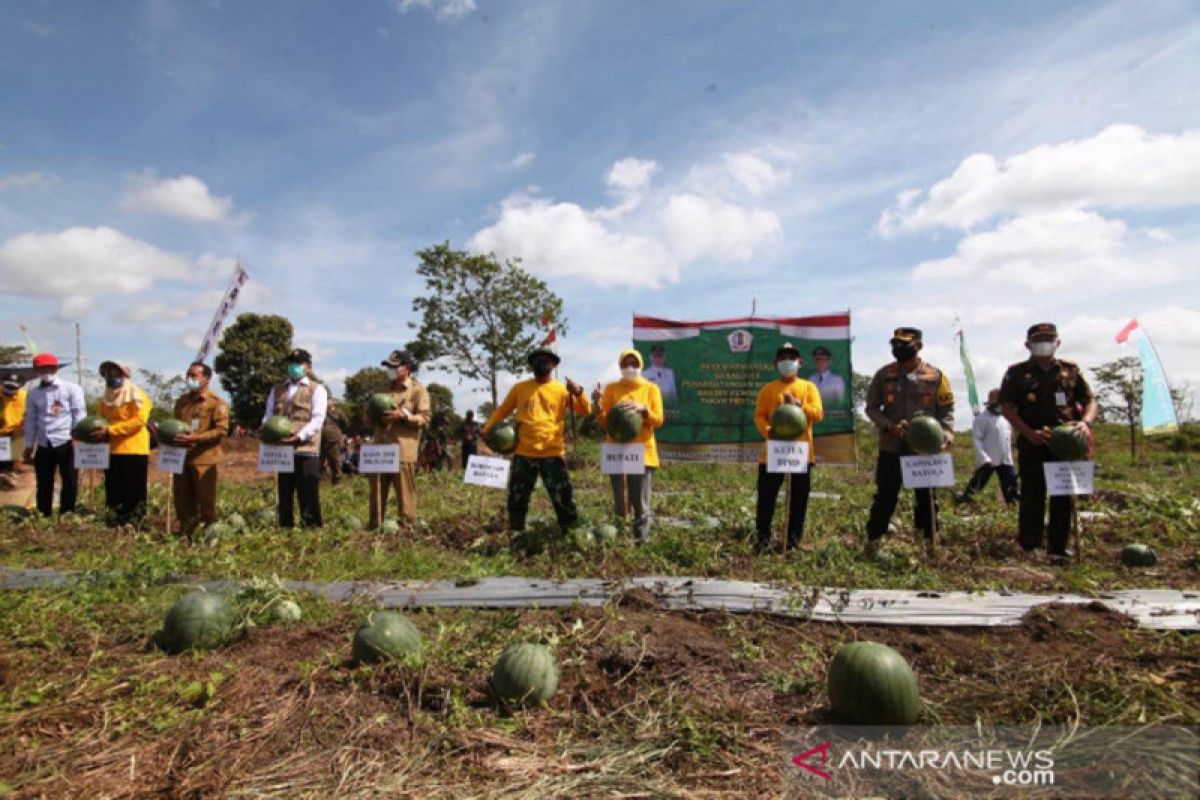 Petani Batola, Kalsel sukses kembangkan sentra pertanian semangka