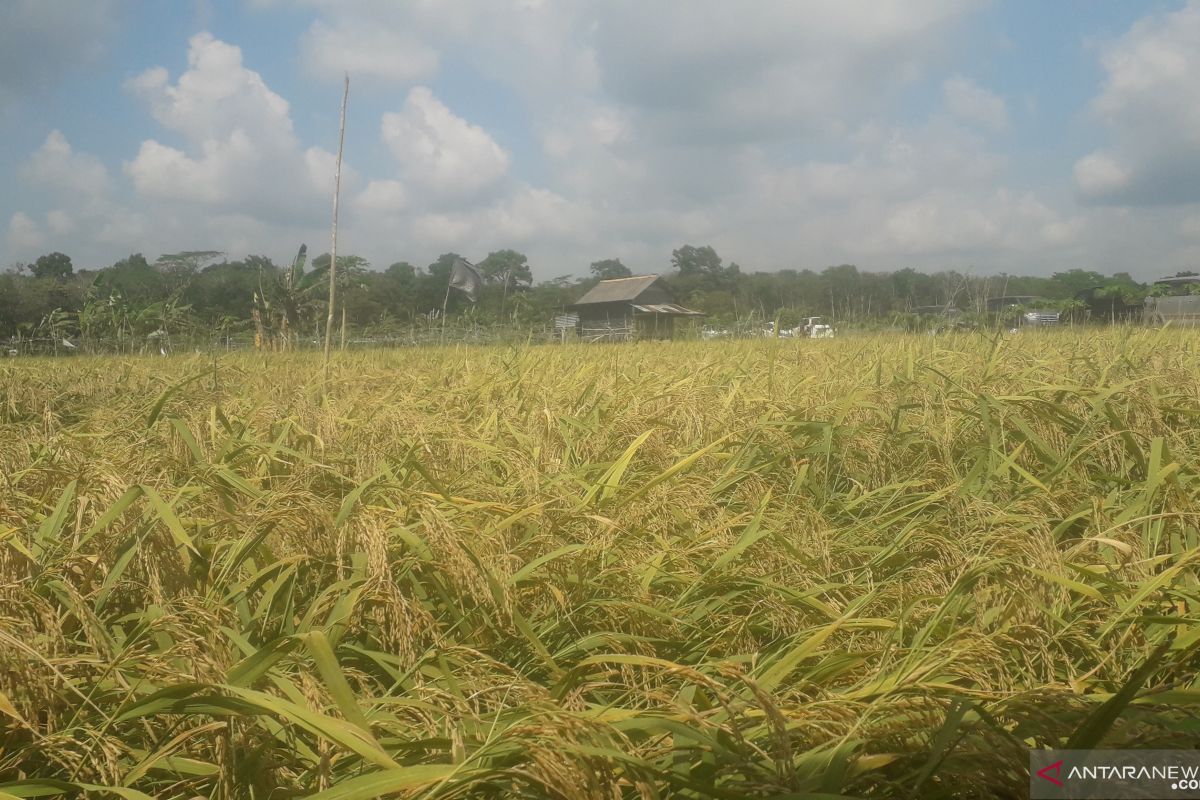 Pemkab Bangka Tengah dorong peningkatan produksi padi untuk penyangga pangan