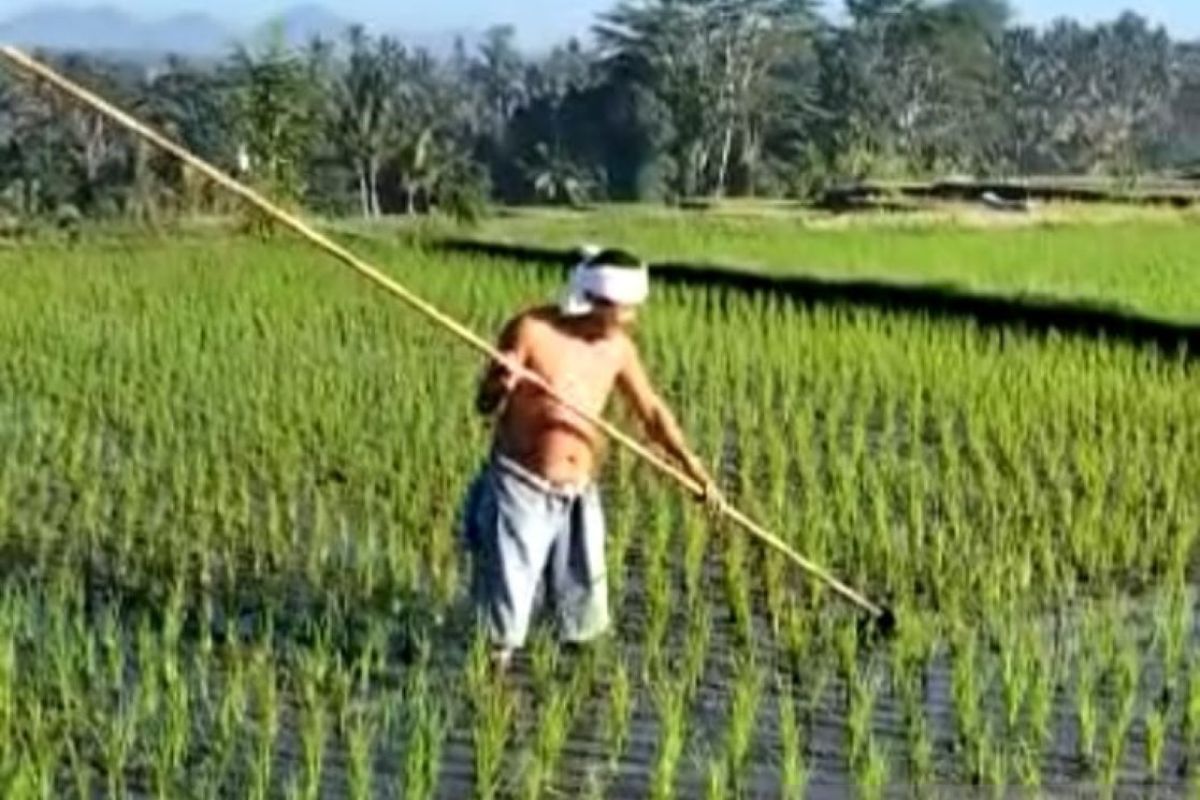 Petani Bali akui mudah dapatkan asuransi pertanian