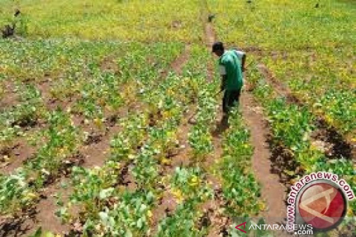 Agriculture Ministry targets to produce one million tons of soybeans