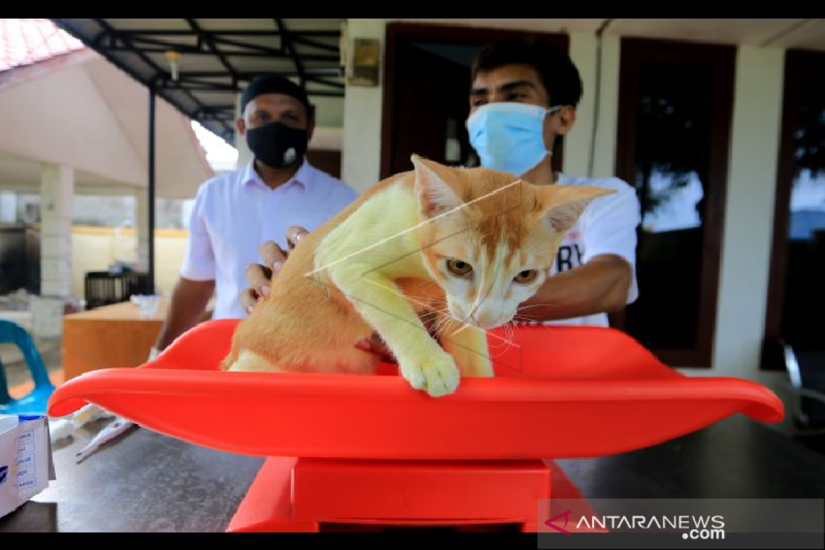 Hewan pembawa rabies di Aceh disuntik vaksin