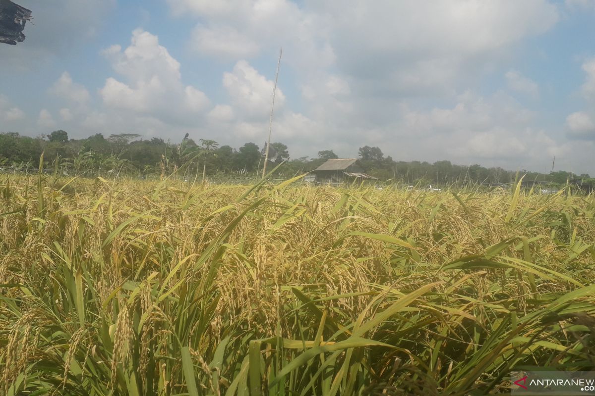 90 persen kebutuhan pangan di Bangka Tengah didatangkan dari luar