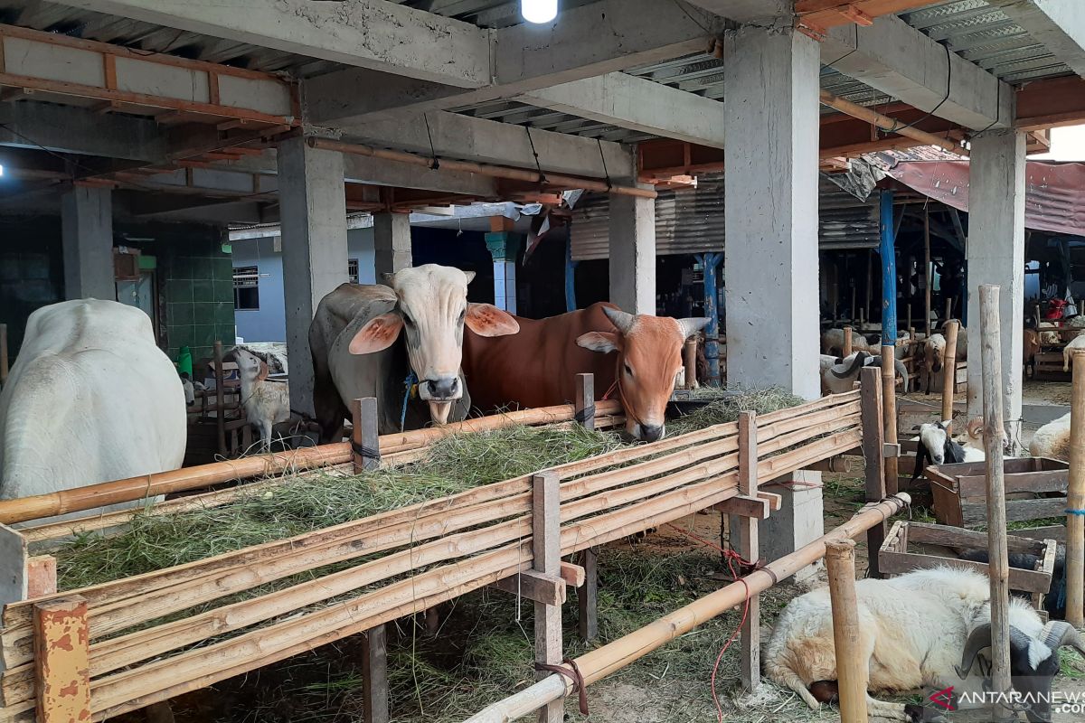 Pedagang hewan kurban di Kabupaten  Tangerang keluhkan sepinya pembeli