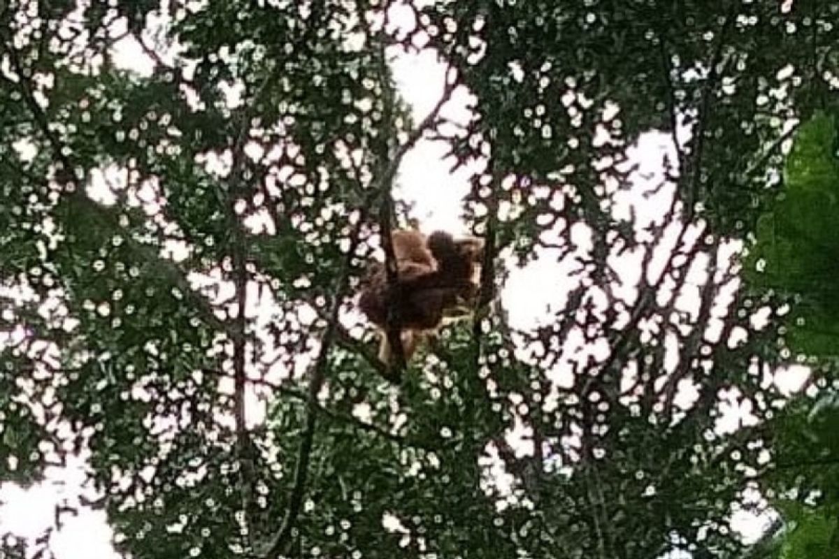 Waduh! Orangutan Tapanuli mulai rusak pohon durian masyarakat