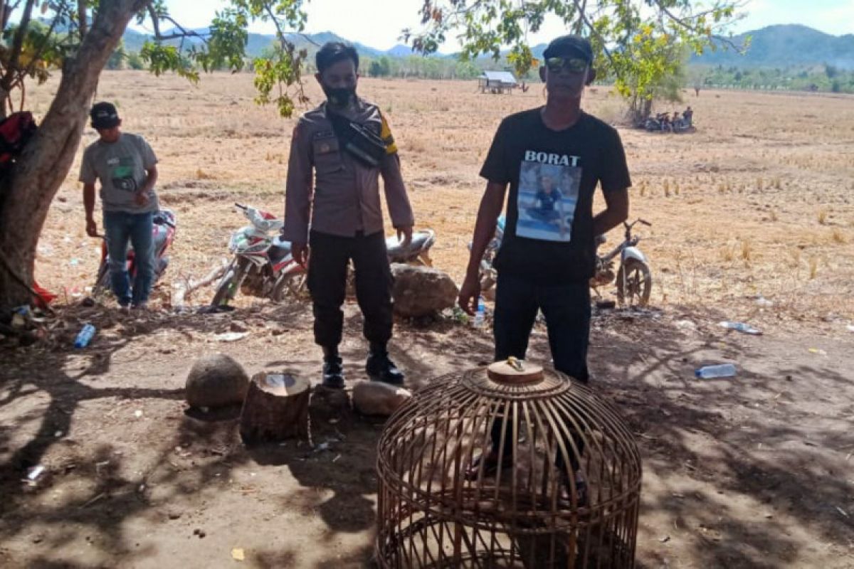 Polisi bubarkan sabung ayam di Plampang, pejudi lari kocar-kacir ke sawah