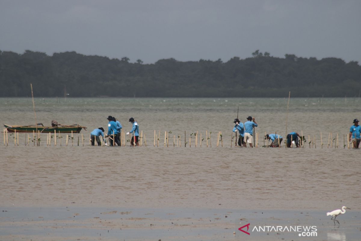 Kemendes rehabilitasi 60 hektare hutan mangrove di Kepulauan Tanimbar