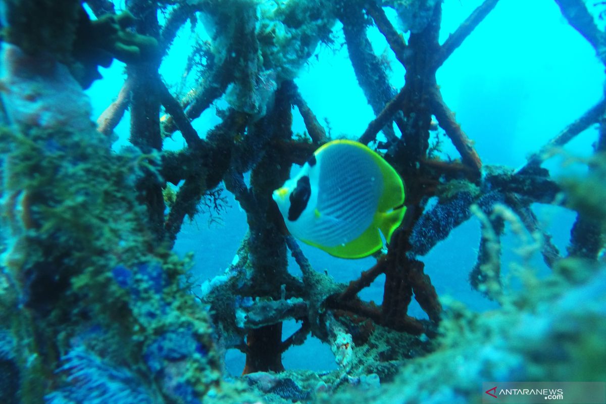 Menparekraf dukung restorasi terumbu karang untuk pulihkan ekonomi