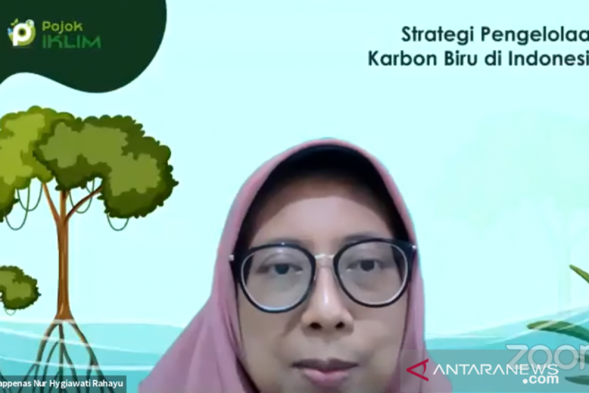 Bappenas: Strategi nasional perlu cegah penurunan luasan mangrove