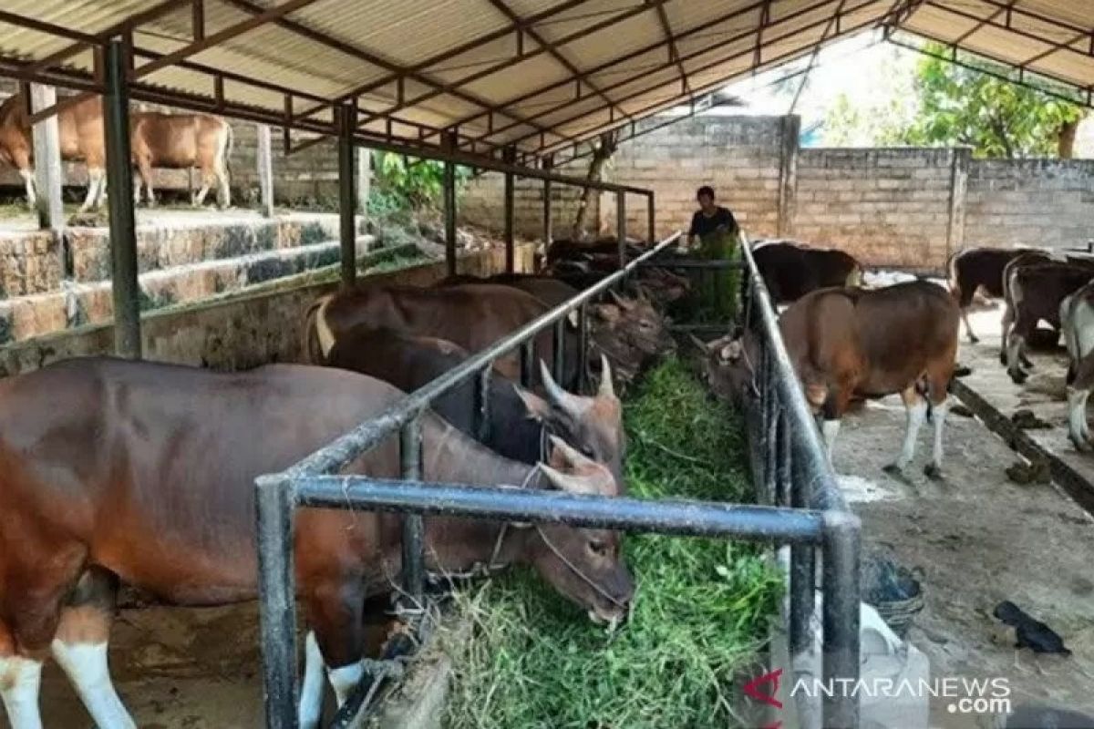 Stok sapi kurban di Seluma sebanyak 900 ekor