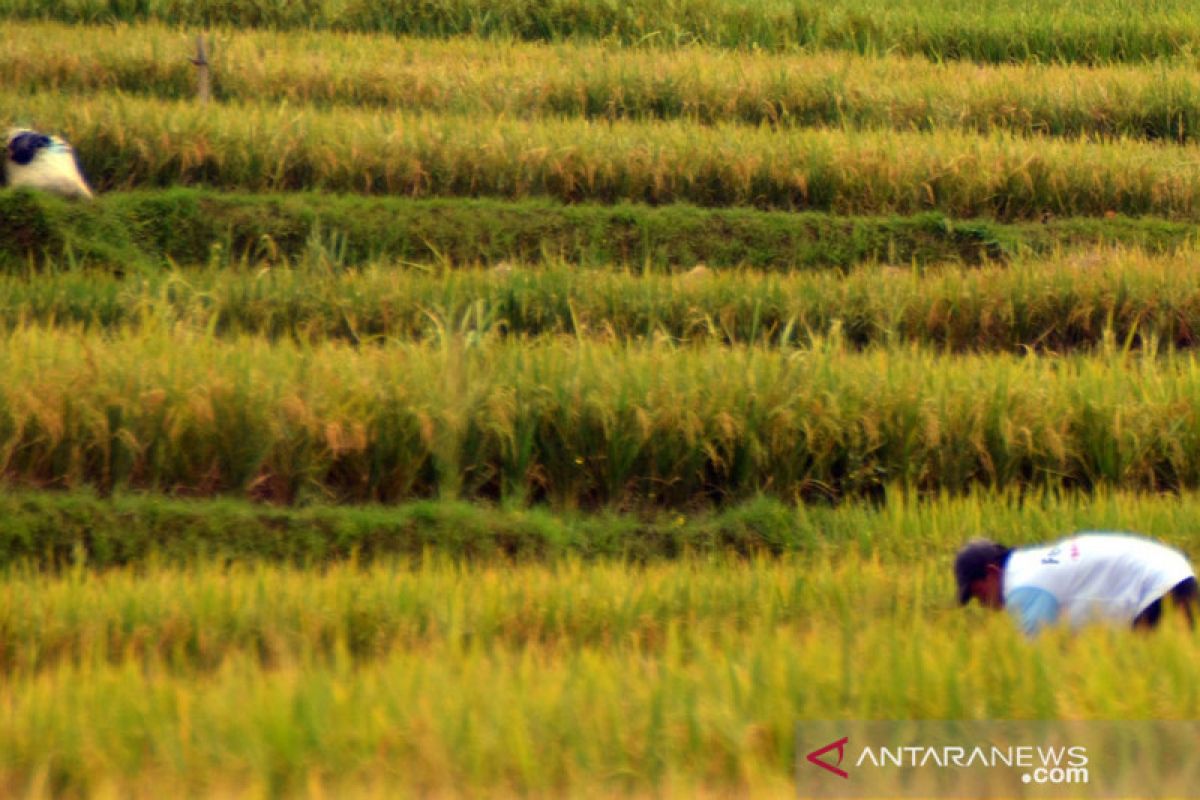 Hasil panen di Karawang cukup bagus, per Juni capai 74.806 hektare