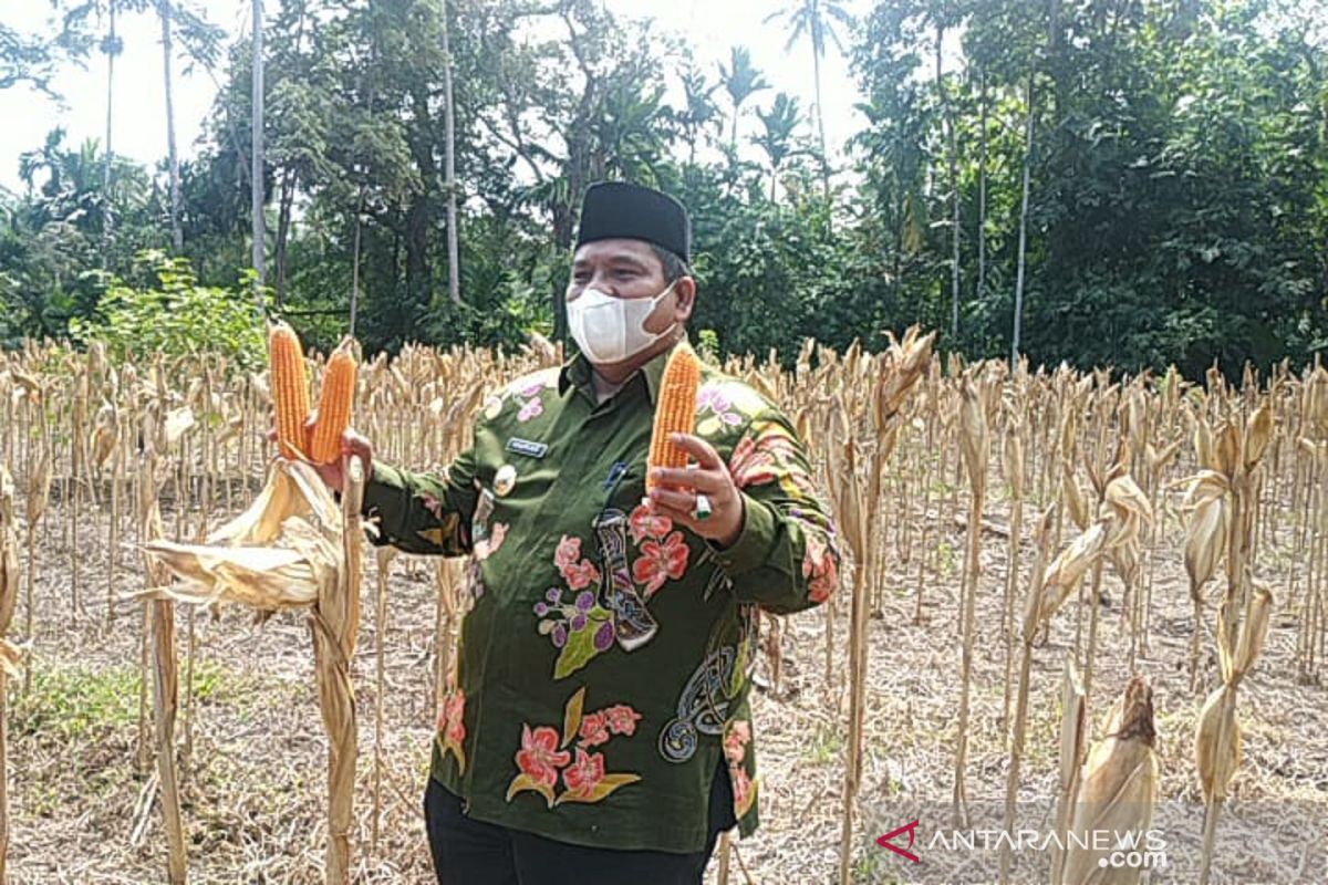 Bupati Padang Pariaman ikuti panen raya Jagung kelompok tani wartani