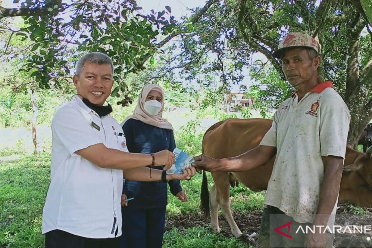 Mari rawat sapi betina produktif, ada insentif Rp500 ribu dari Dinas Pertanian Padang